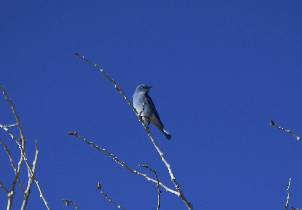 Блакитник середній - ML646463108