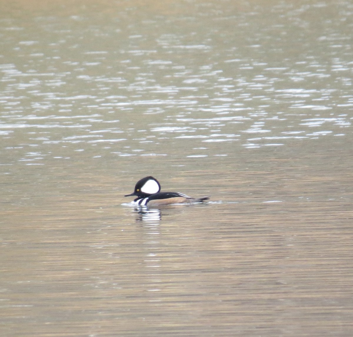 Крех жовтоокий - ML646463110