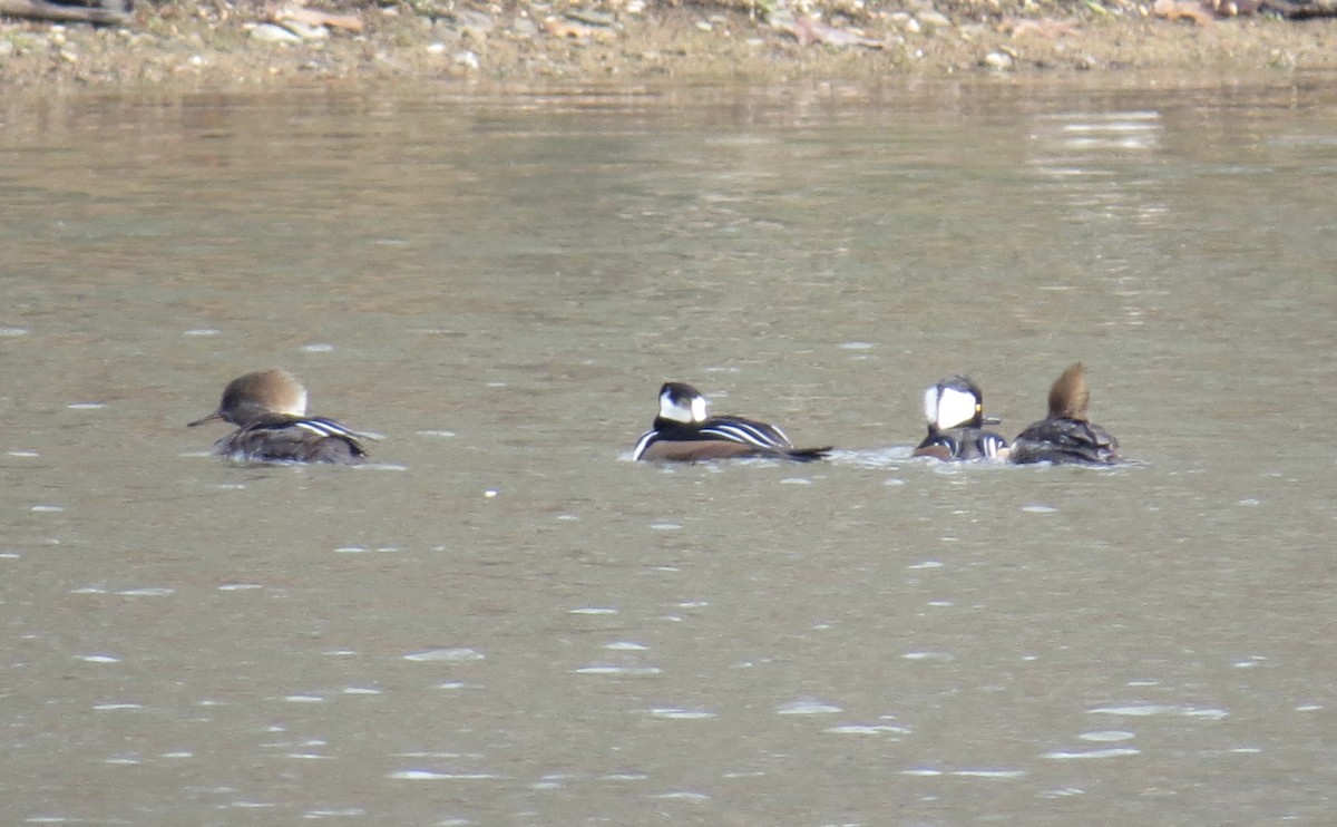 Крех жовтоокий - ML646463111