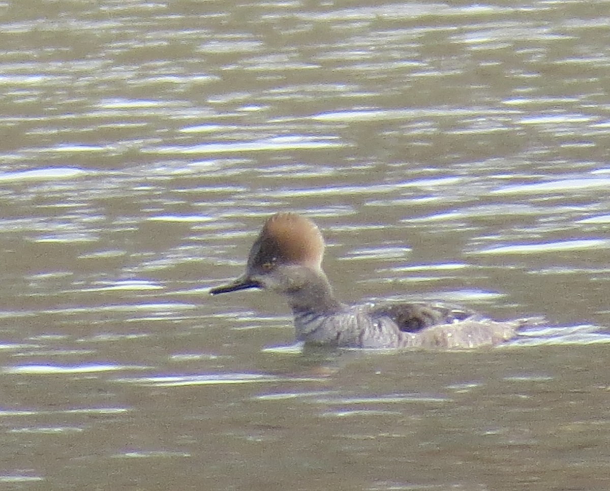 Крех жовтоокий - ML646463112