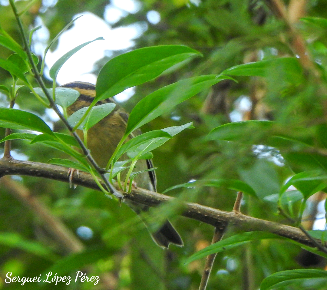 Пісняр-борсучок - ML646463113