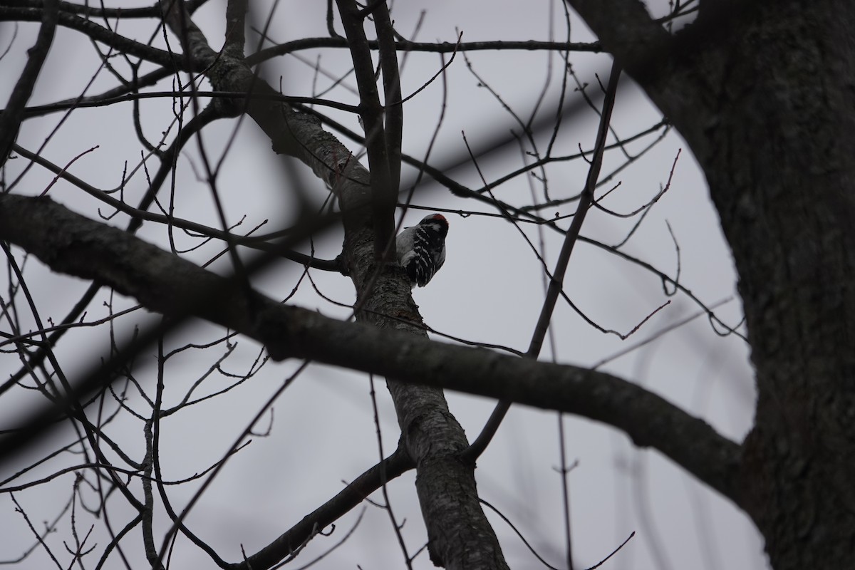 Дятел волохатий - ML646463114