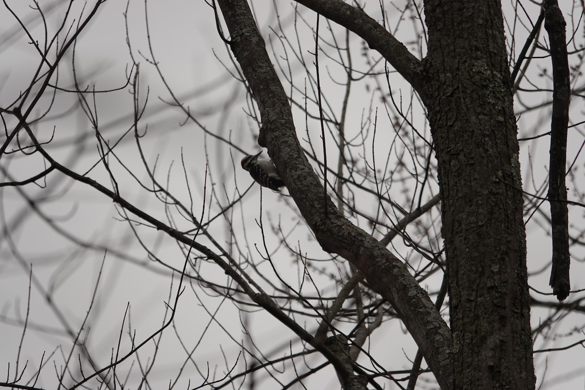 Дятел волохатий - ML646463116