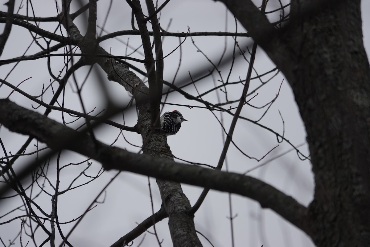 Дятел волохатий - ML646463117