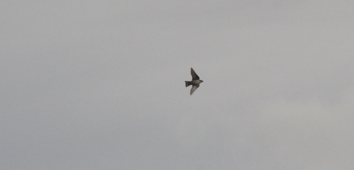 Ластівка скельна - ML646463118