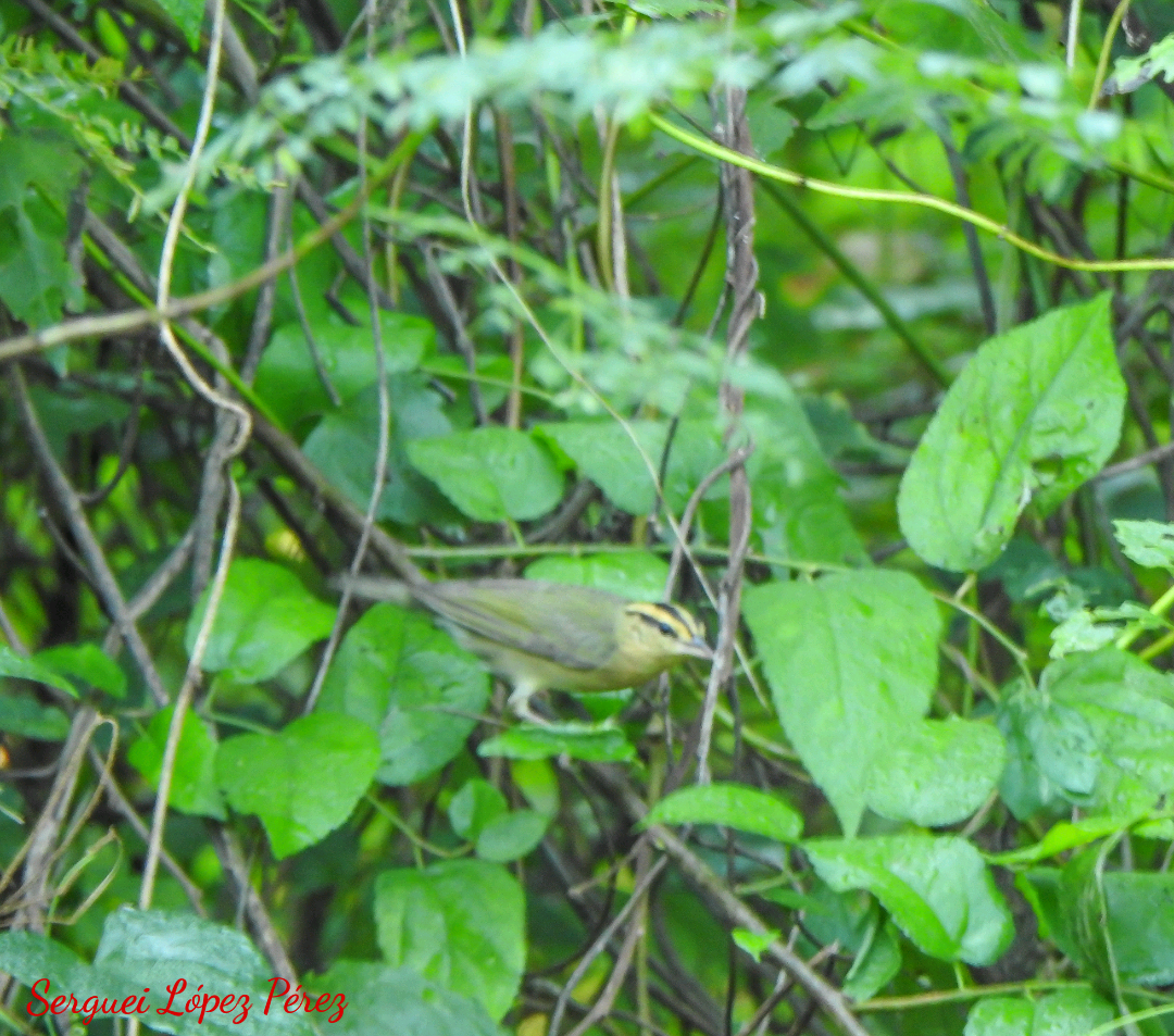 Пісняр-борсучок - ML646463119