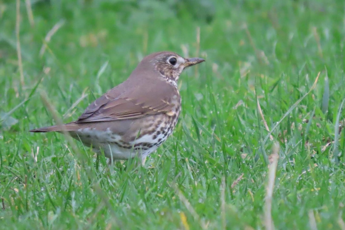 Дрізд співочий - ML646463120