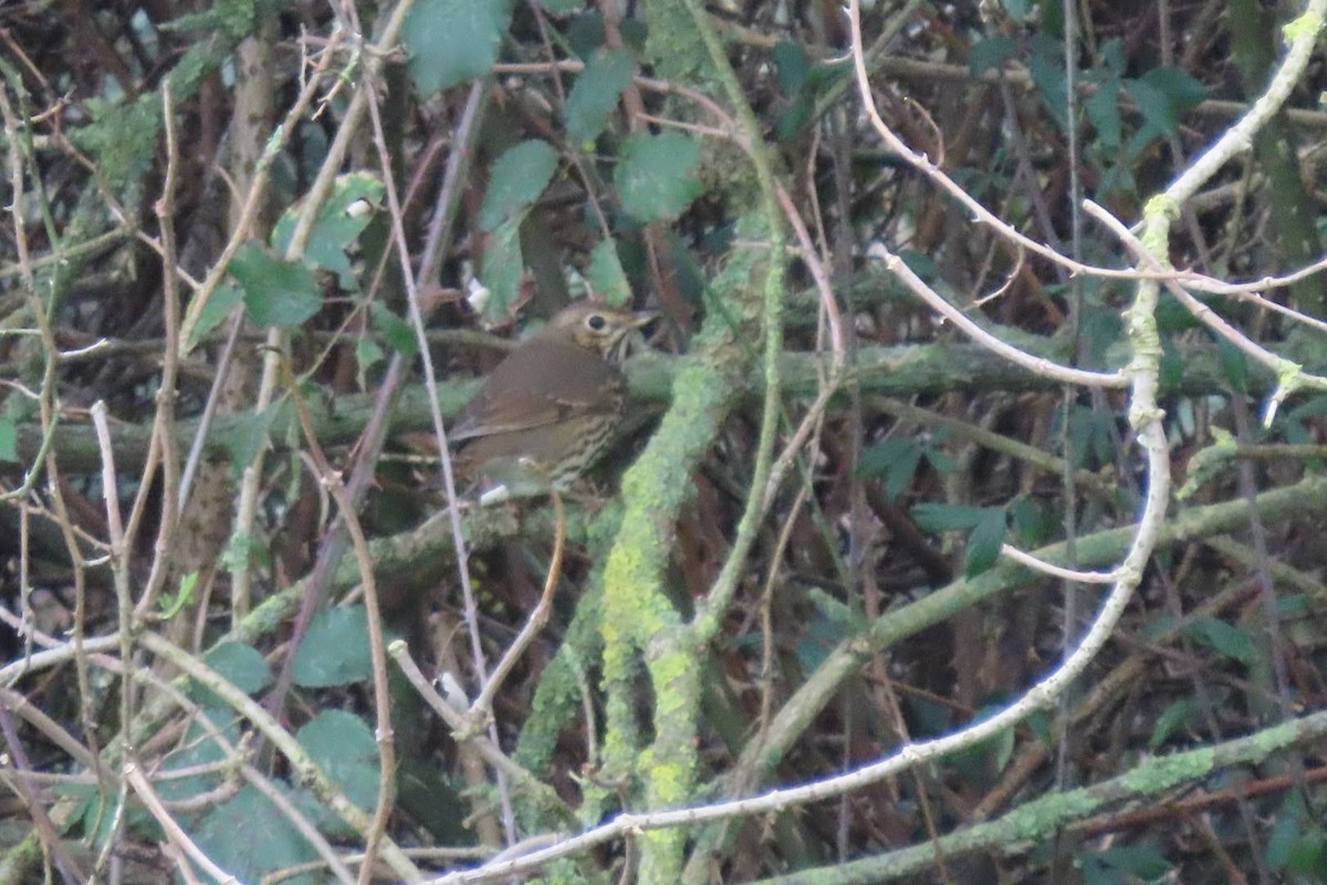 Дрізд співочий - ML646463121