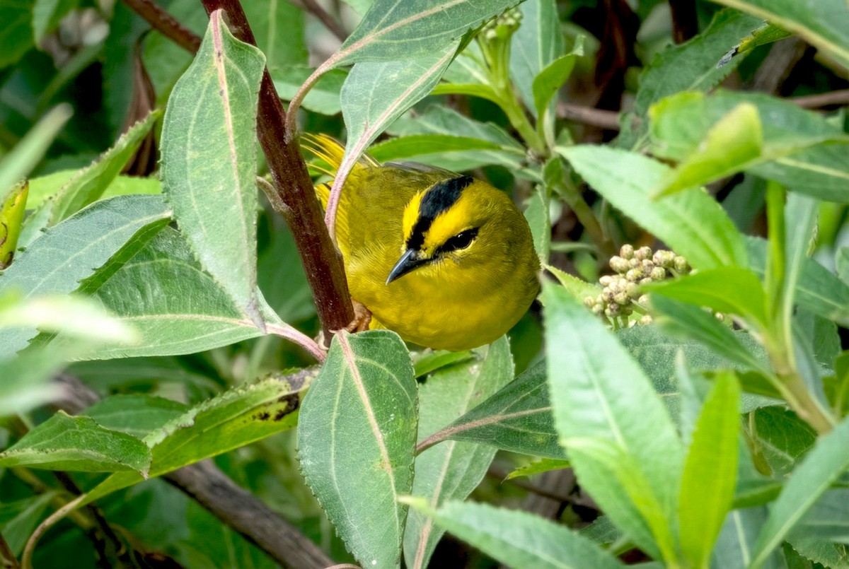 Коронник чорноголовий - ML646463122