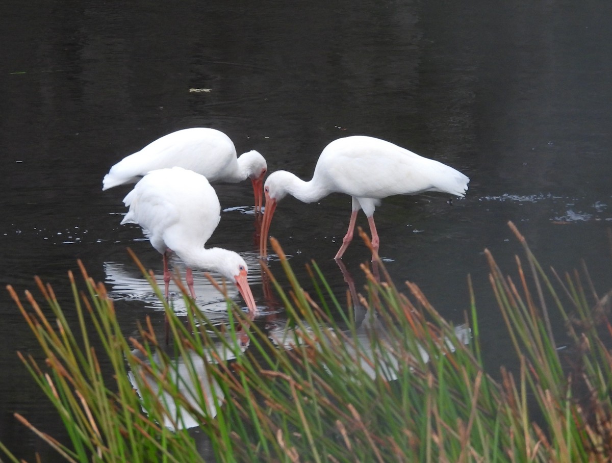 Ak Aynak - ML646463124