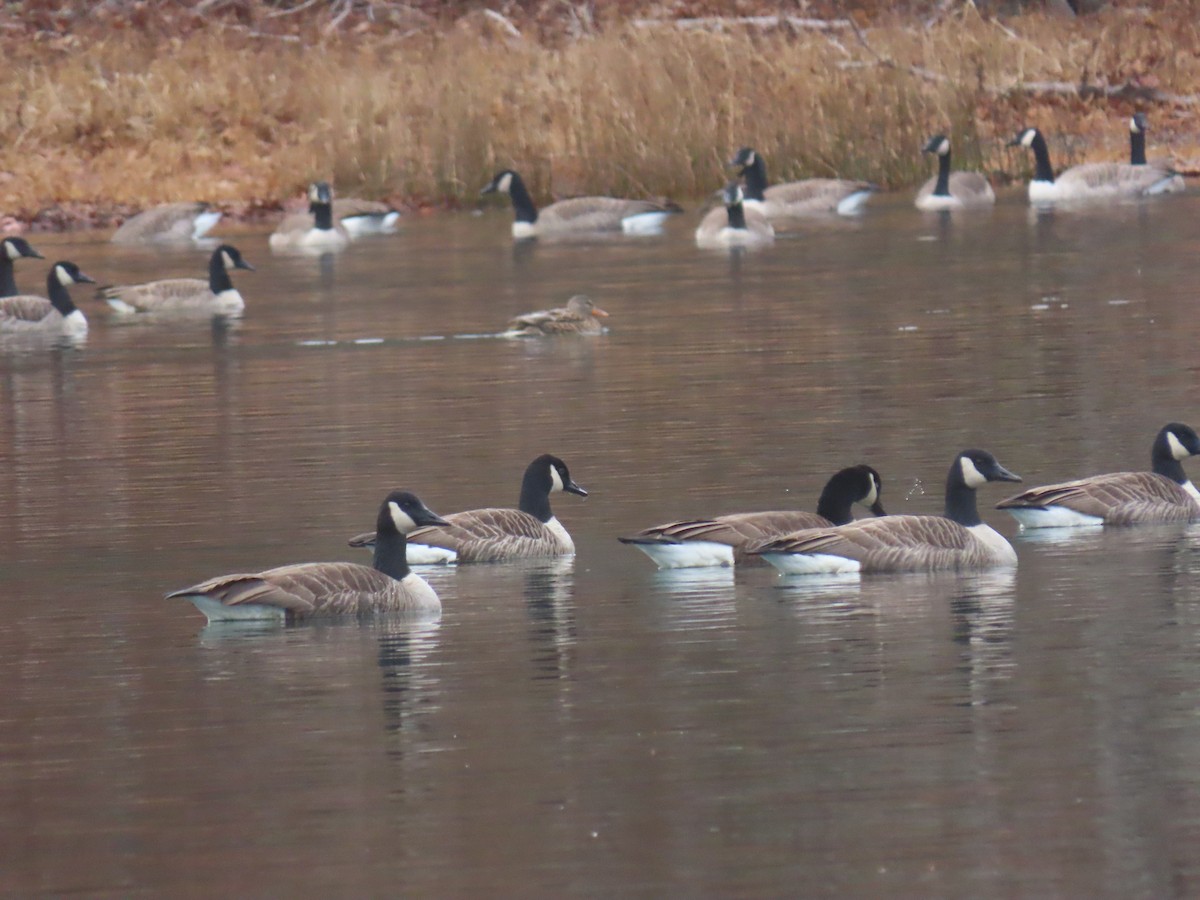 Канад галуу - ML646463125