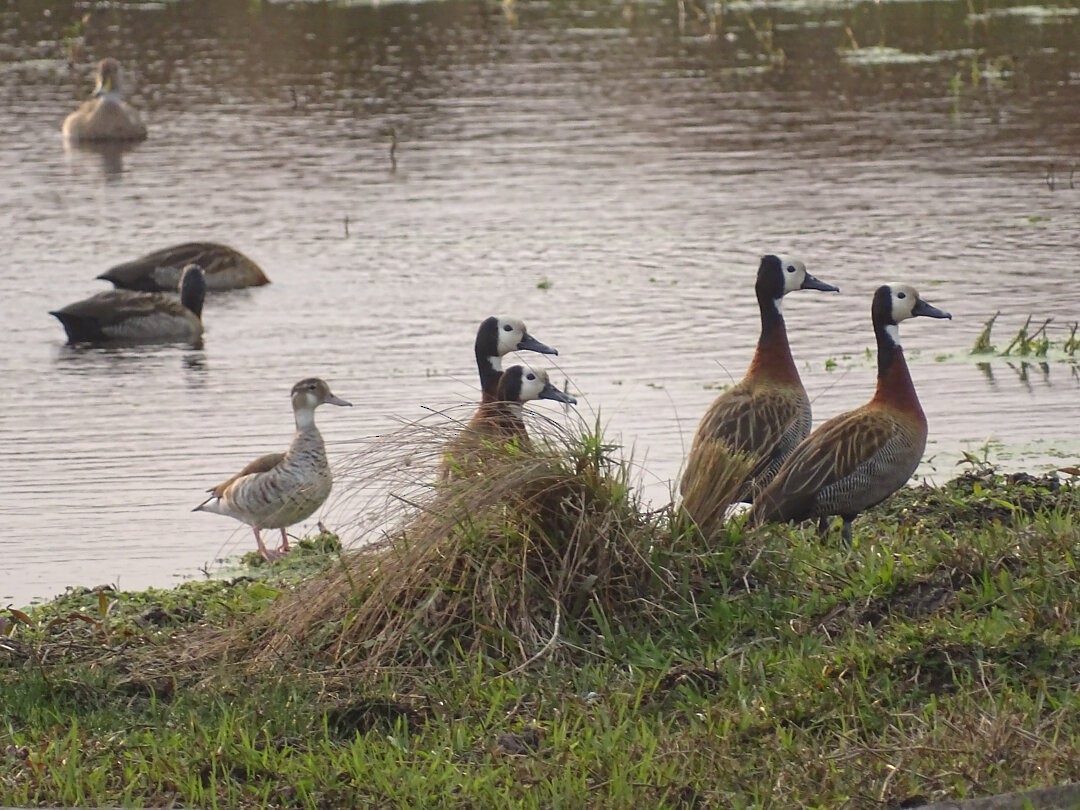 シロガオリュウキュウガモ - ML646463126