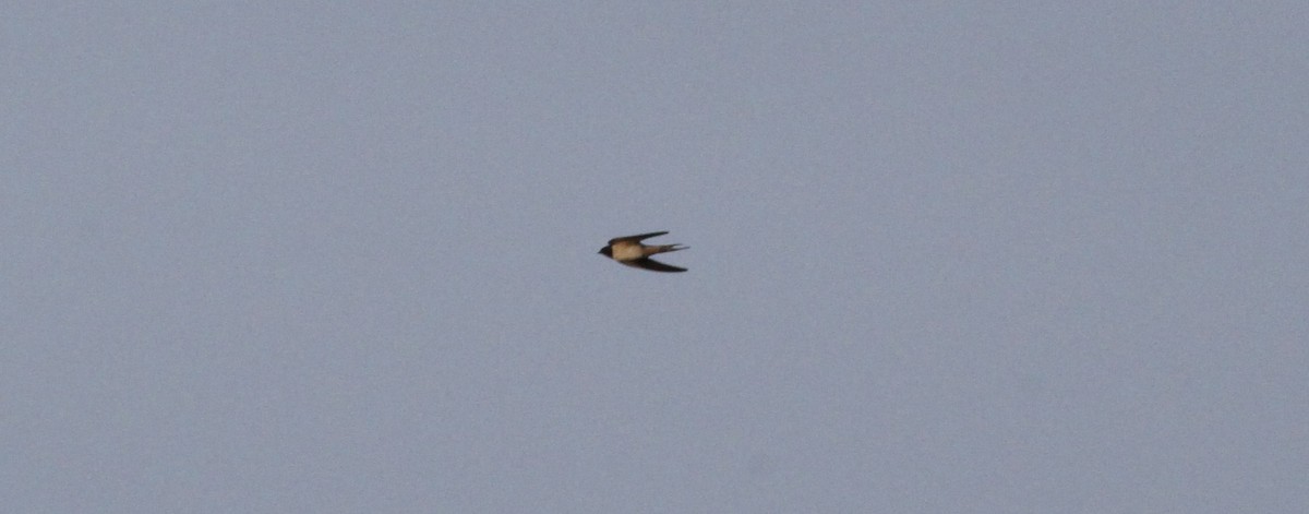 vlaštovka obecná - ML646463127