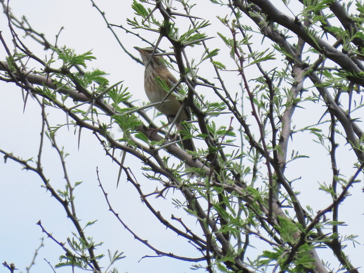 Alaca Kanatlı Çalı Bülbülü - ML646463131