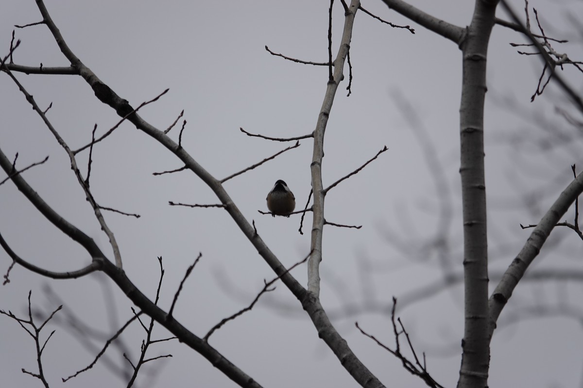 Black-capped Chickadee - ML646463135