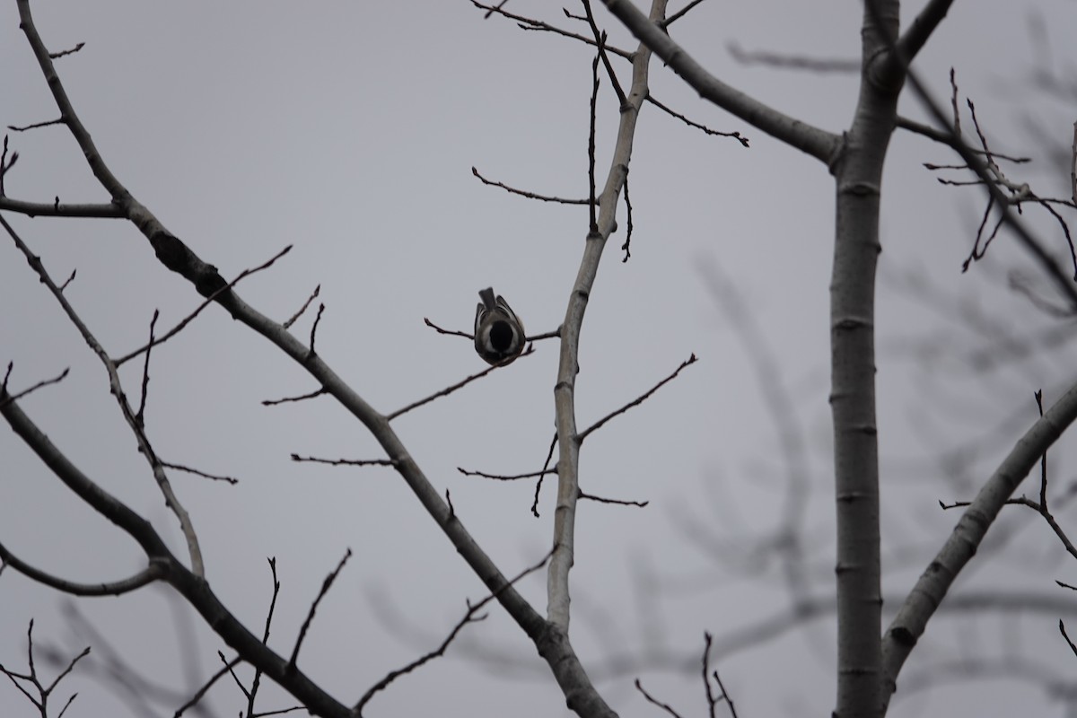 Black-capped Chickadee - ML646463136