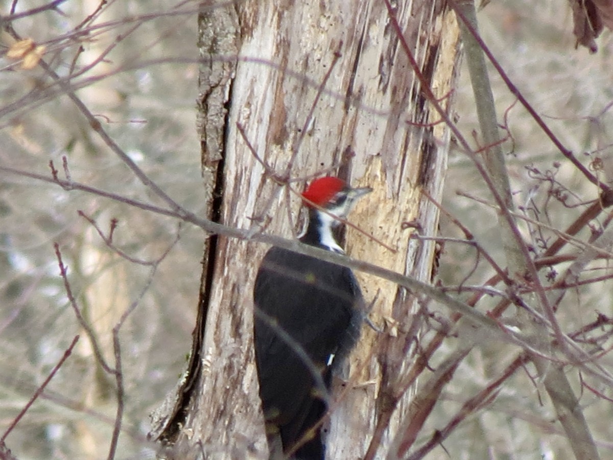 datel chocholatý - ML646463137