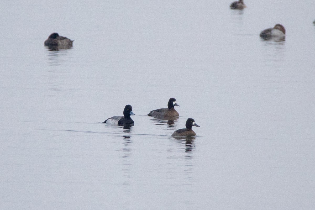 Lesser Scaup - ML646463138