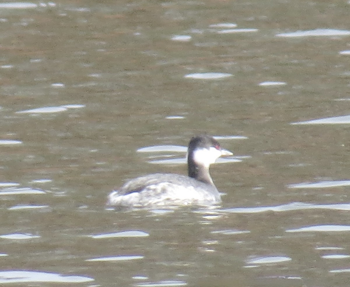 Horned Grebe - ML646463139