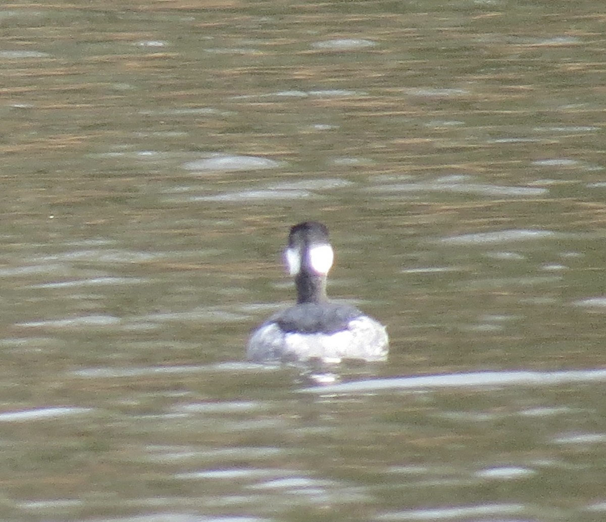 Horned Grebe - ML646463140