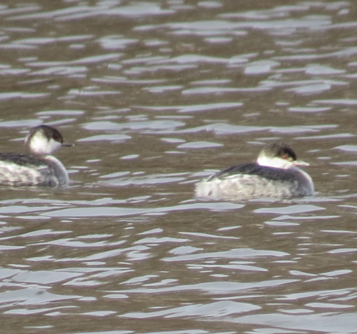 Horned Grebe - ML646463141