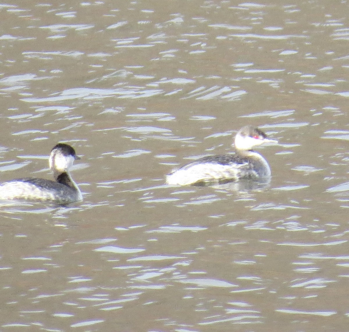 Horned Grebe - ML646463142