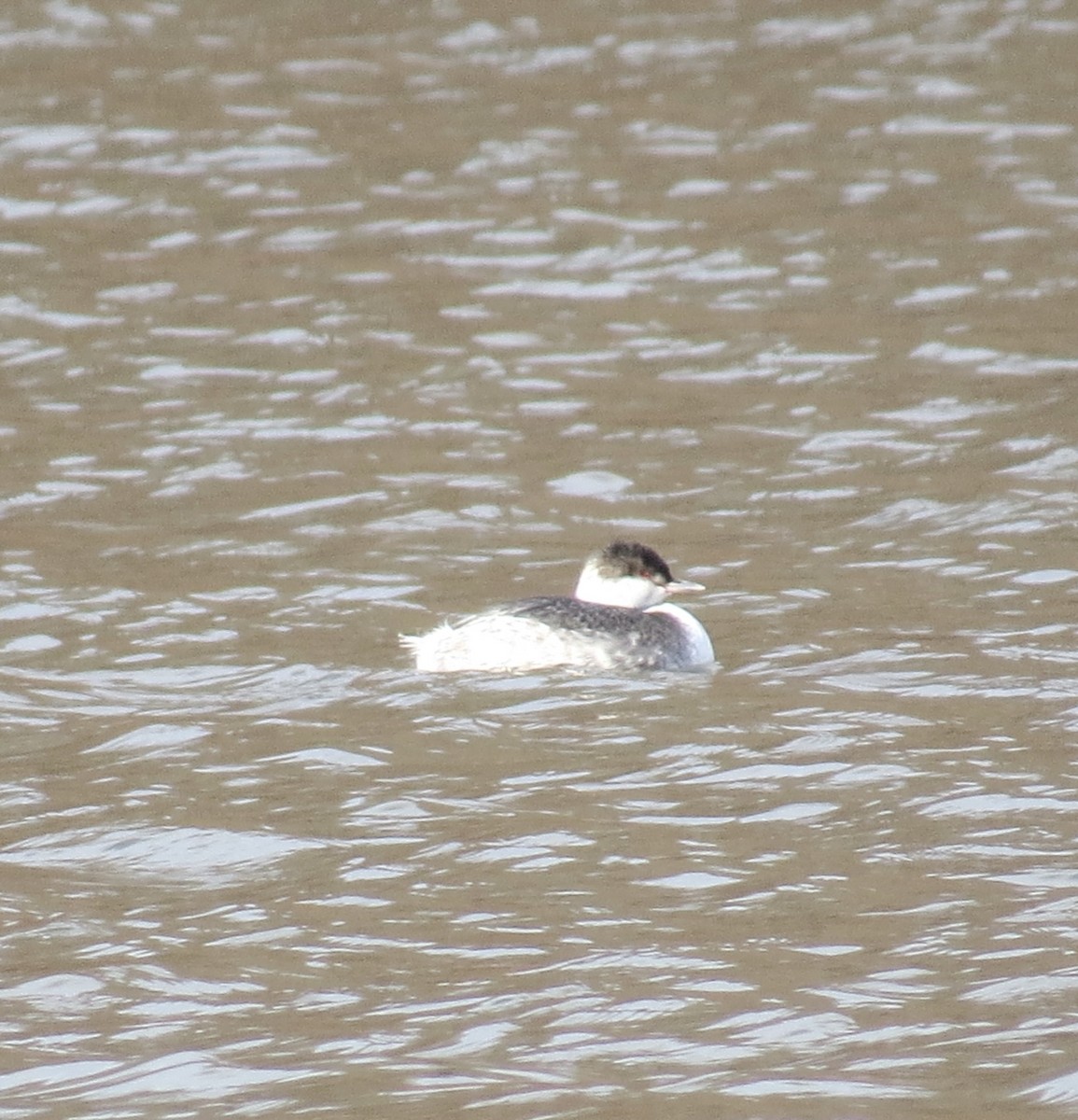 Horned Grebe - ML646463143