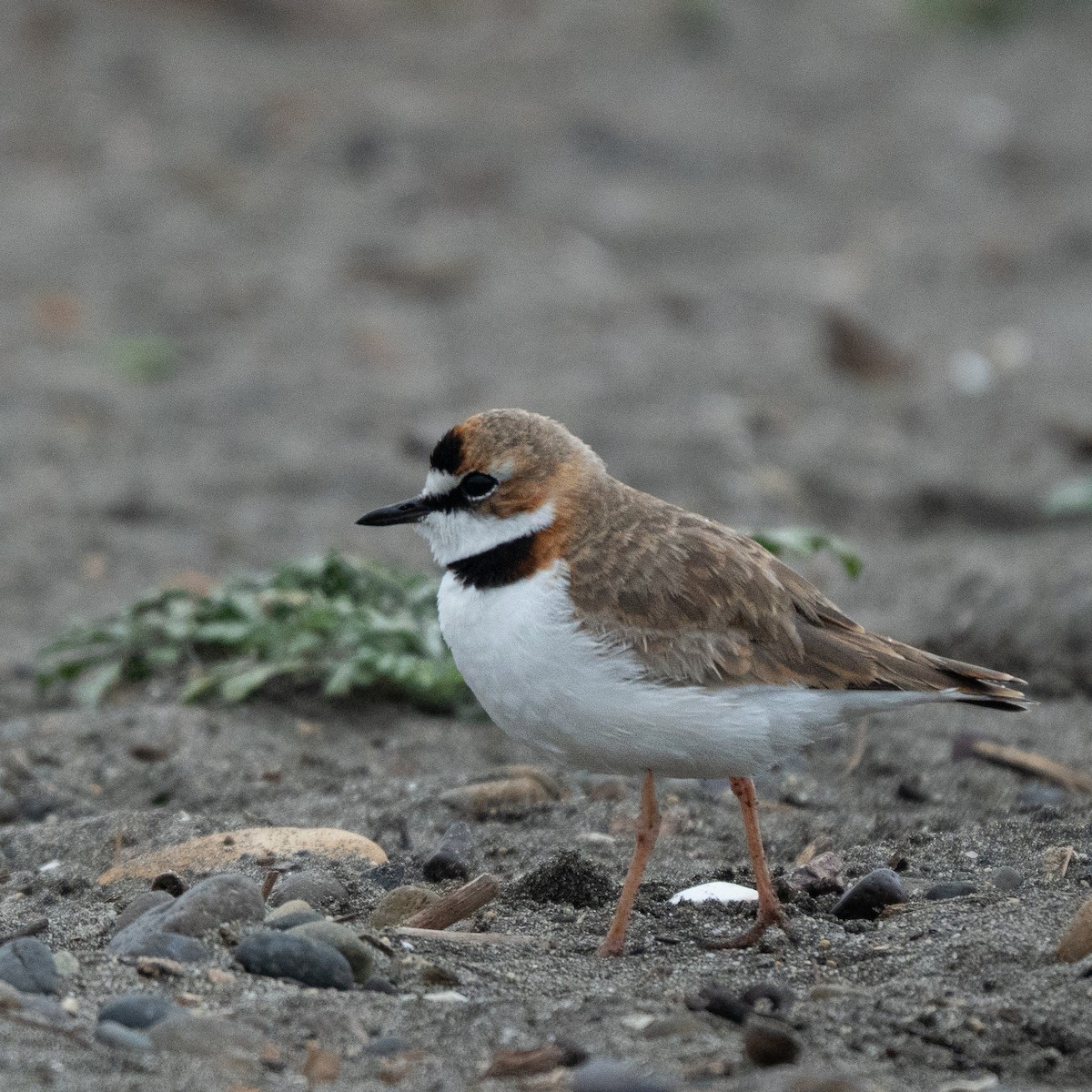 Collared Plover - ML646463144