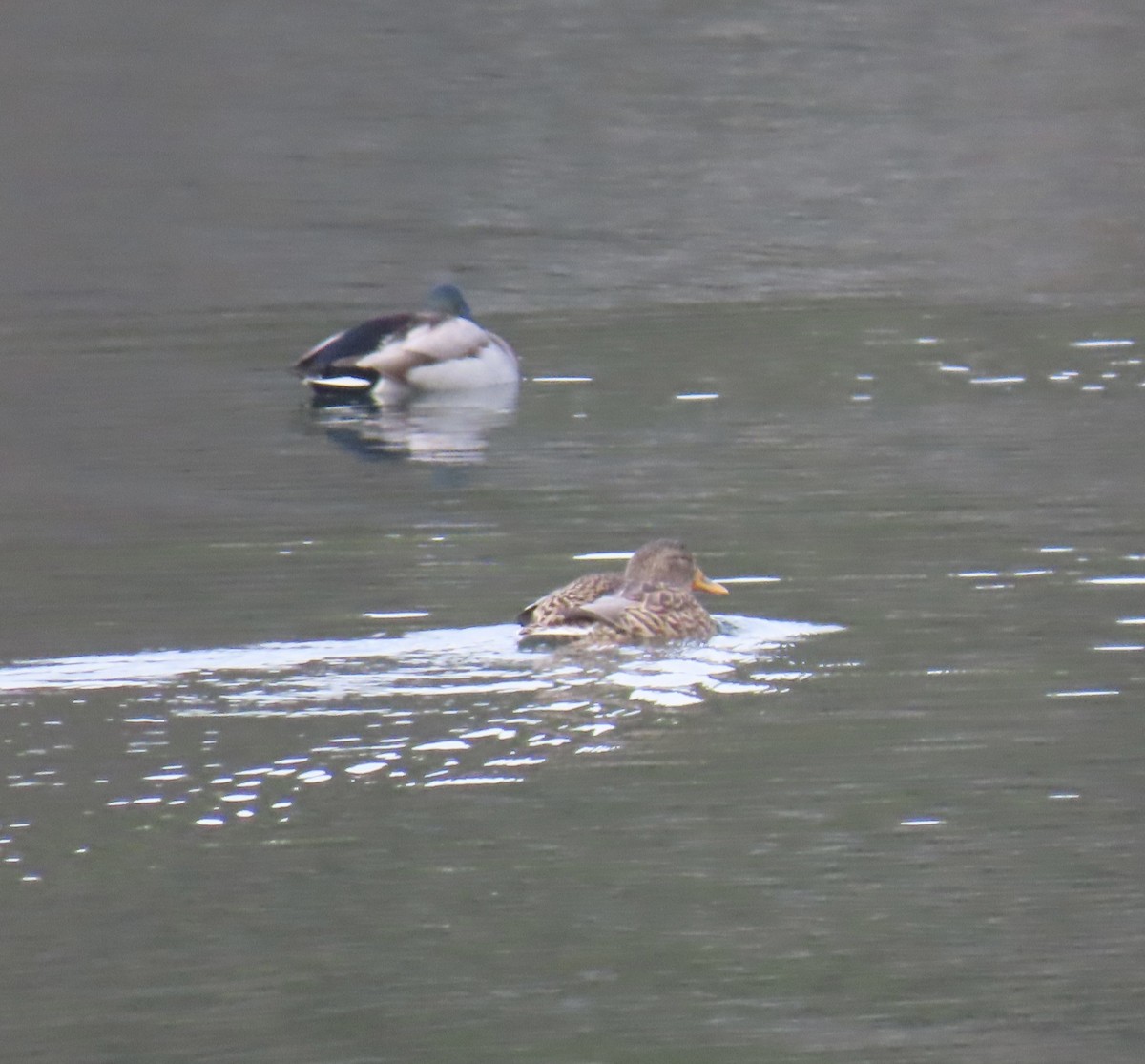 Зэрлэг нугас - ML646463145