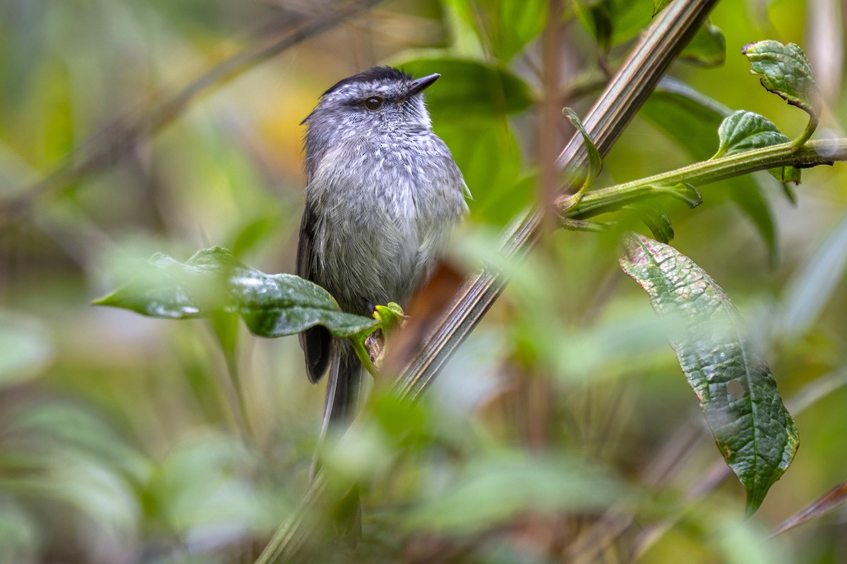 Unstreaked Tit-Tyrant - ML646463147