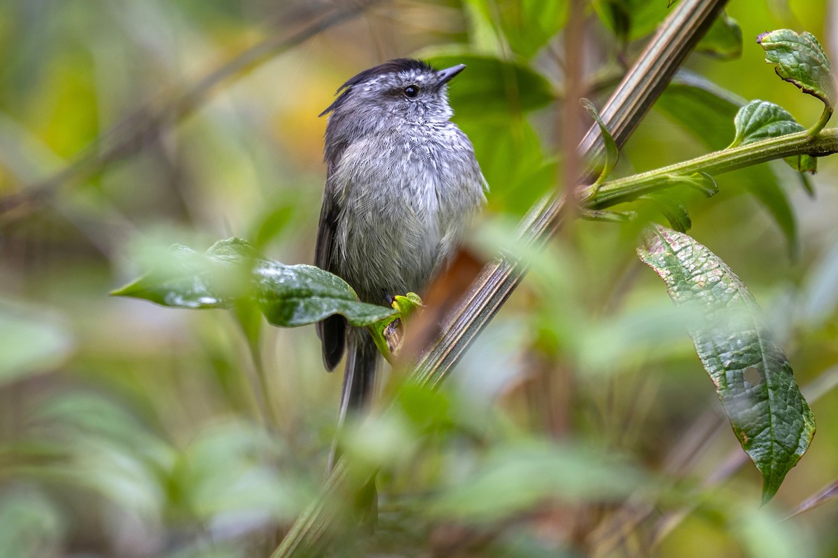 Unstreaked Tit-Tyrant - ML646463148