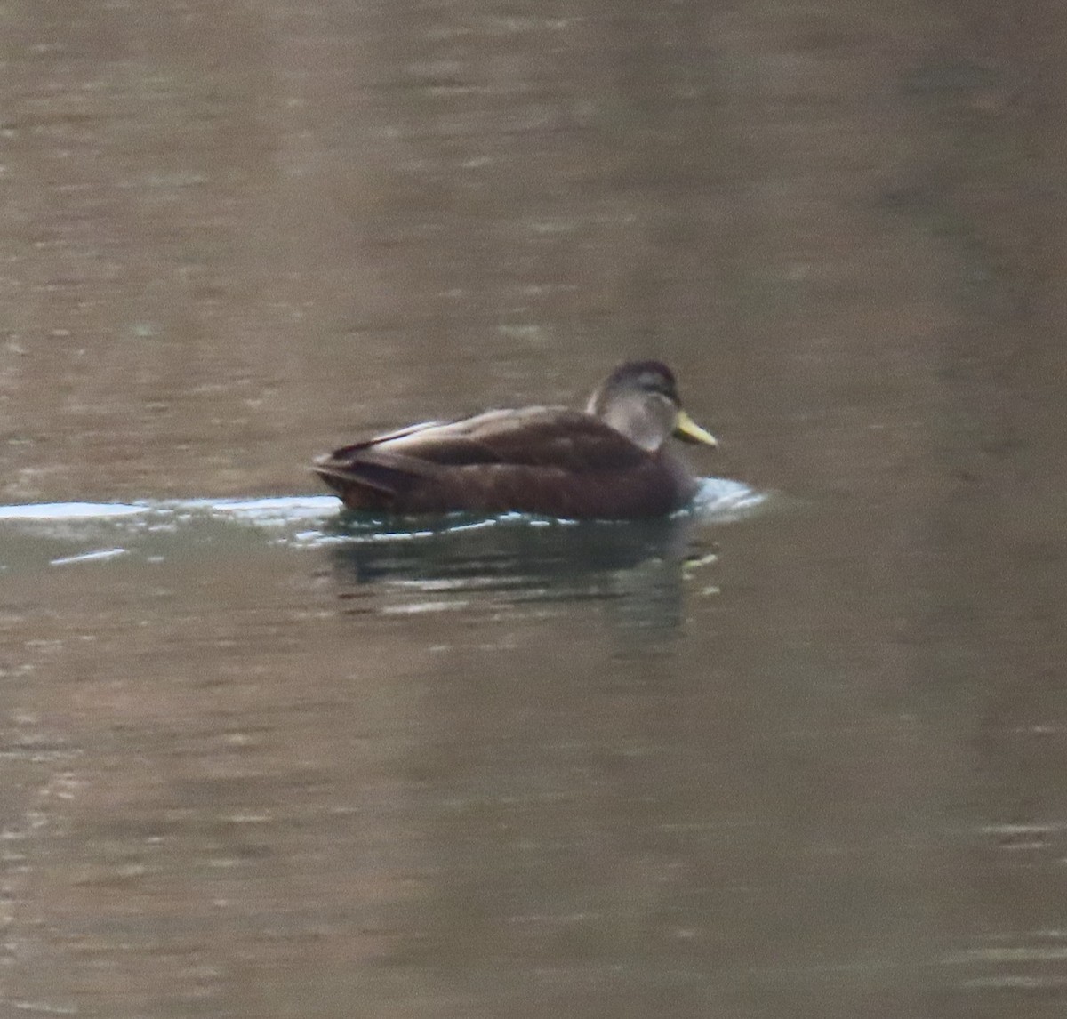 American Black Duck - ML646463152