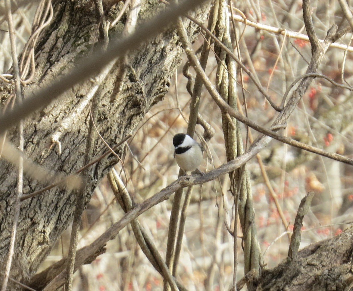 Carolina Chickadee - ML646463154