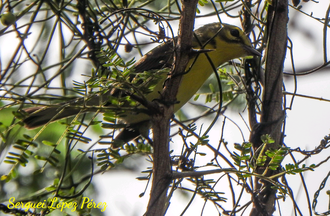 Reinita Galana - ML646463158