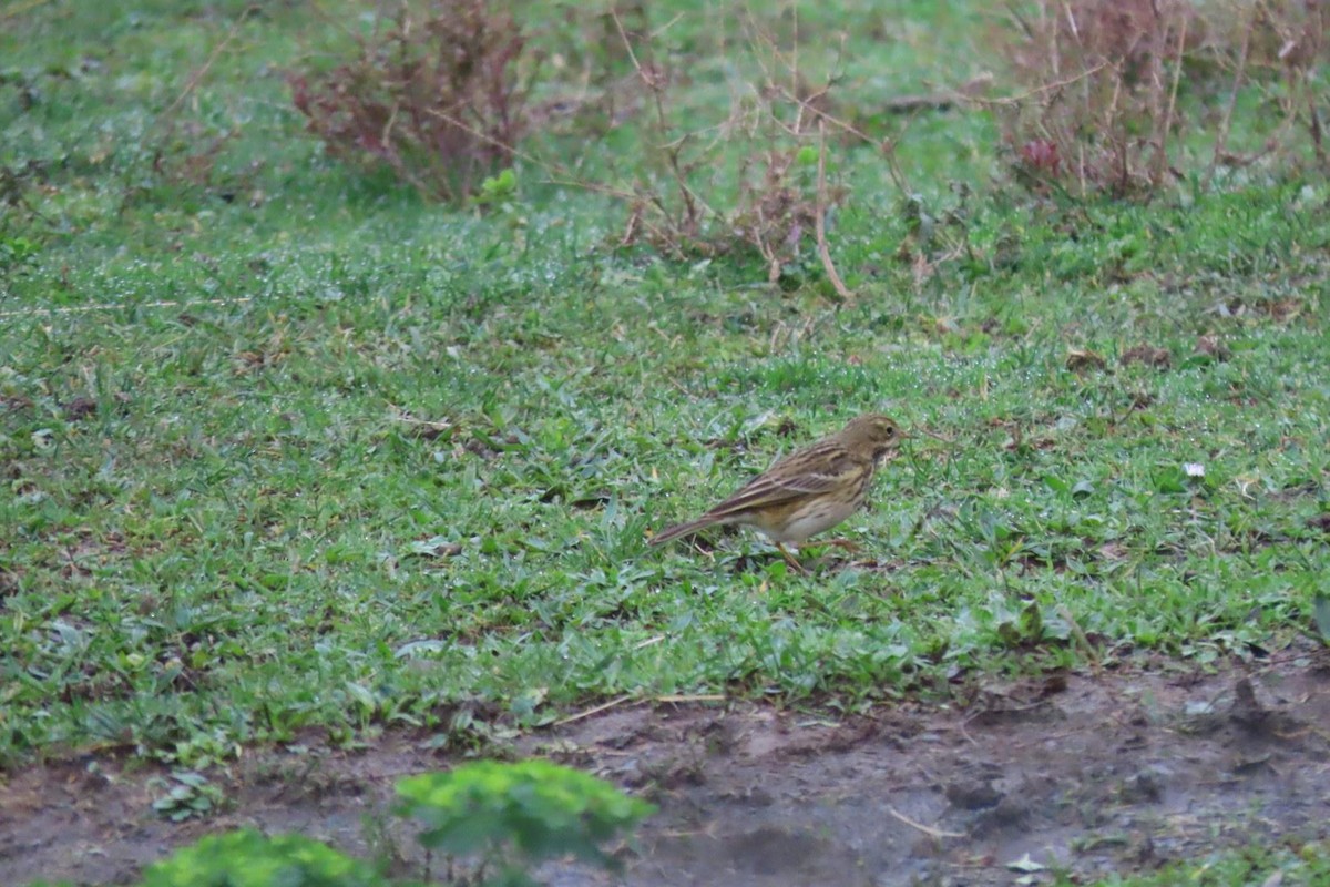 Meadow Pipit - ML646463160