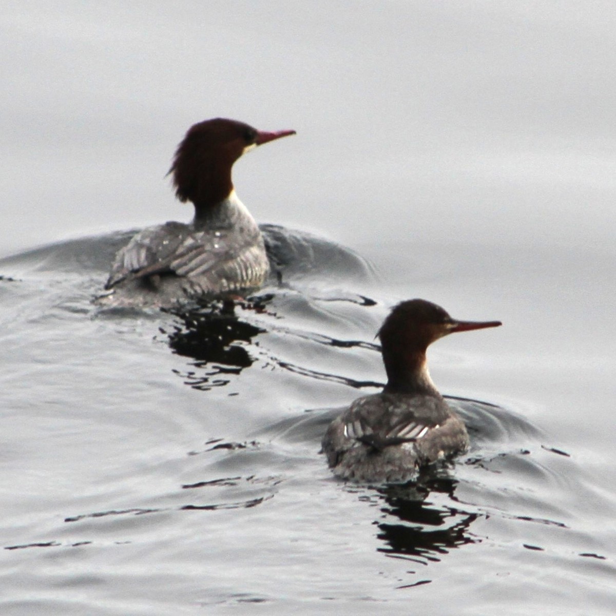 Red-breasted Merganser - ML646463161