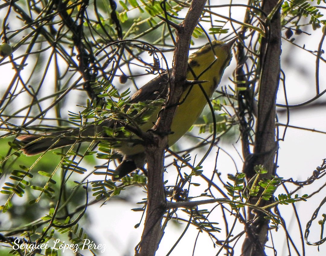 Reinita Galana - ML646463162