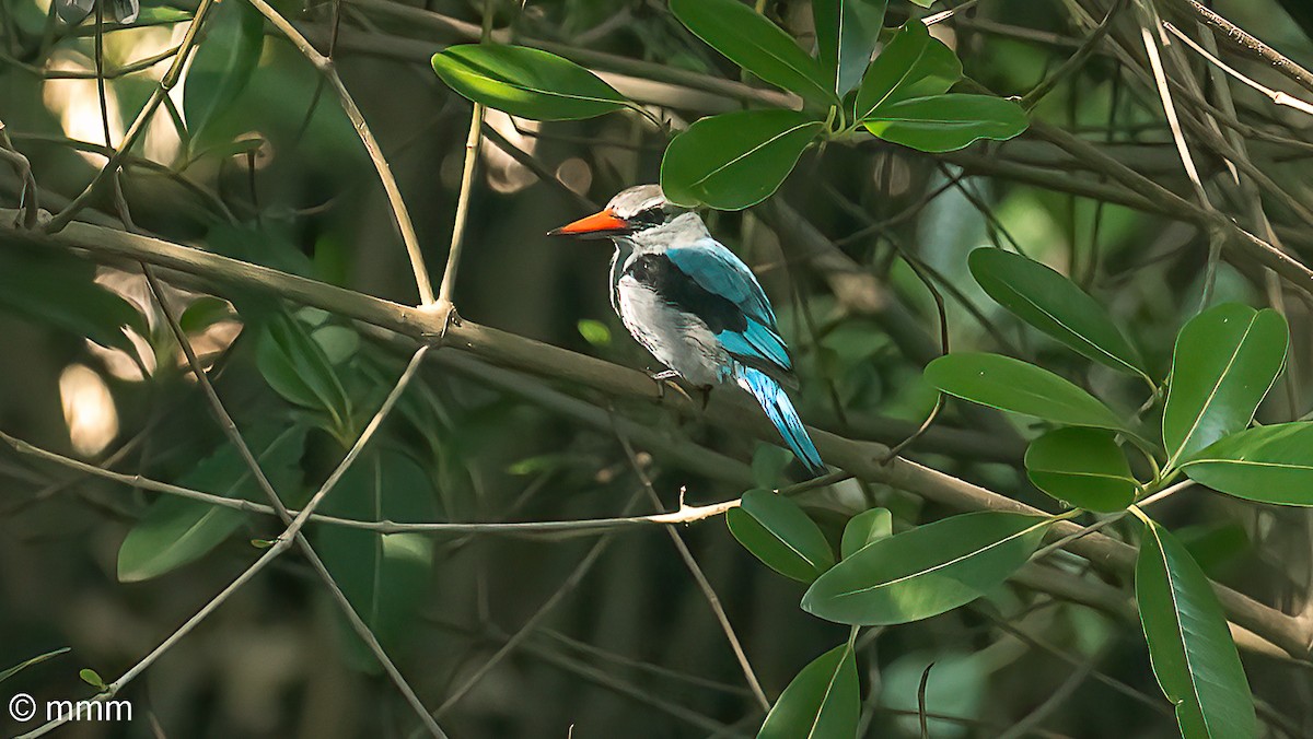 Woodland Kingfisher - ML646463166