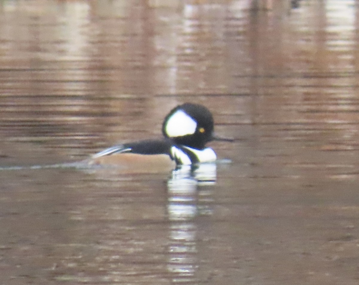 Hooded Merganser - ML646463167