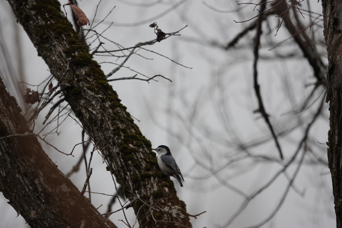 White-breasted Nuthatch - ML646463177