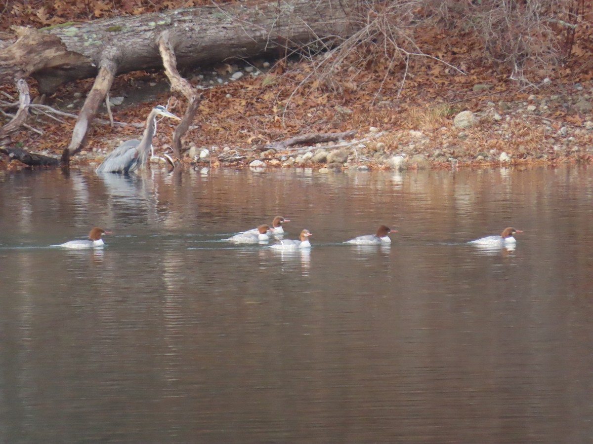 Хумхин бохио - ML646463178