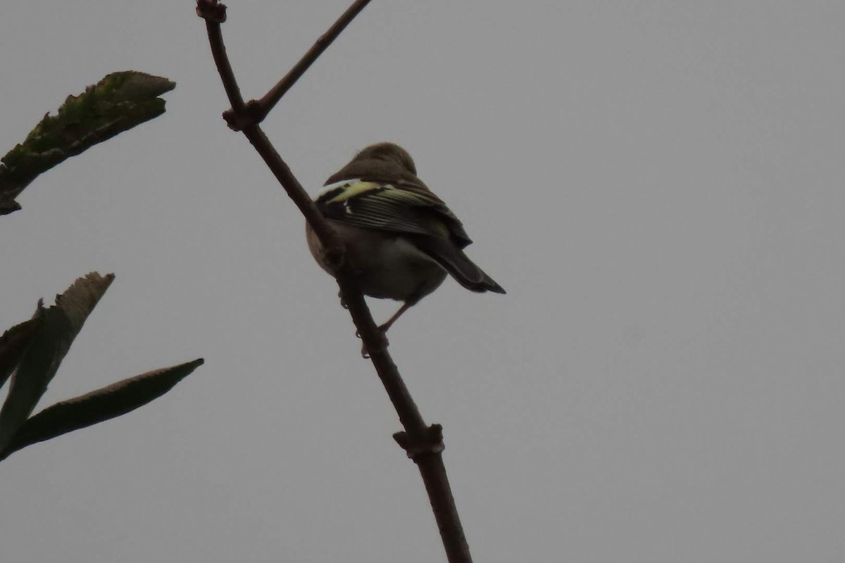 Common Chaffinch - ML646463179