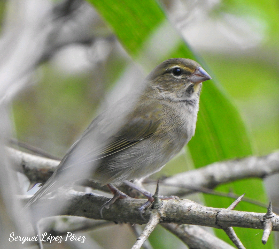 Yellow-faced Grassquit - ML646463183
