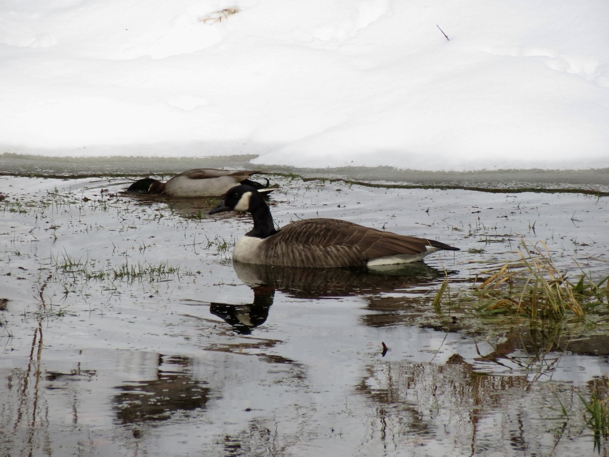 Canada Goose - ML646463185