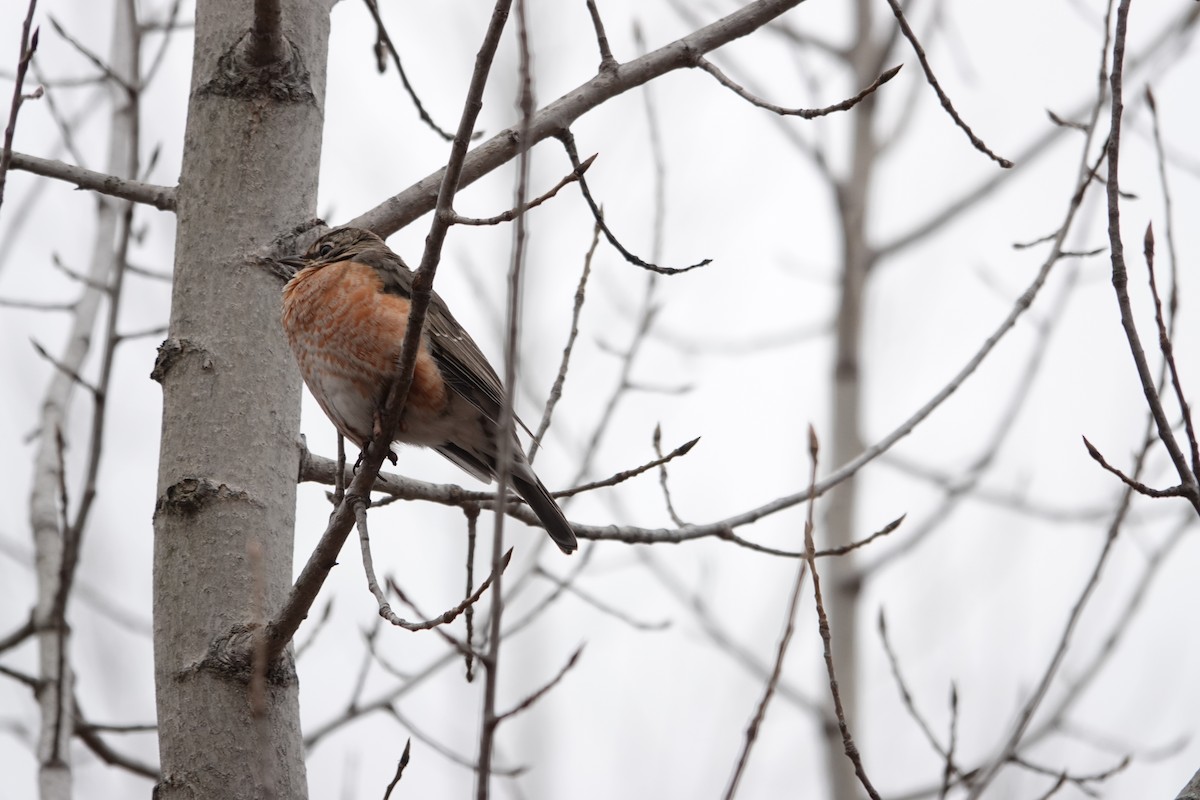 קיכלי נודד - ML646463186