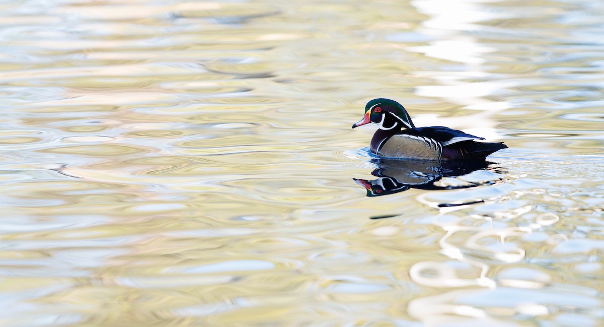 Anatra sposa - ML646463192