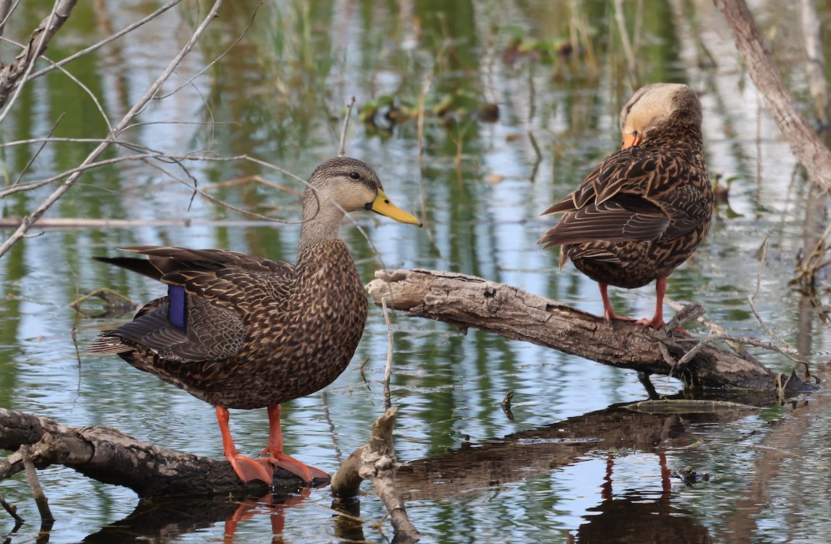 Mottled Duck - ML646463195