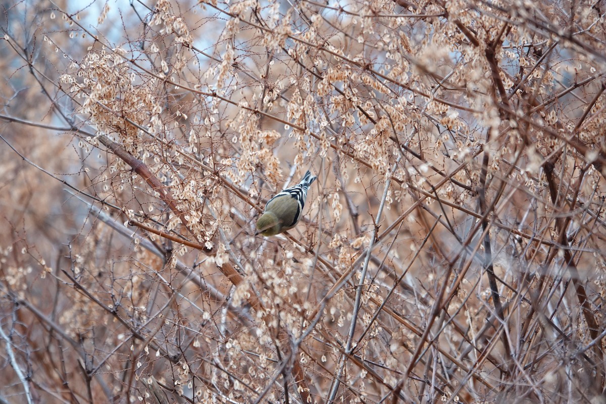American Goldfinch - ML646463196