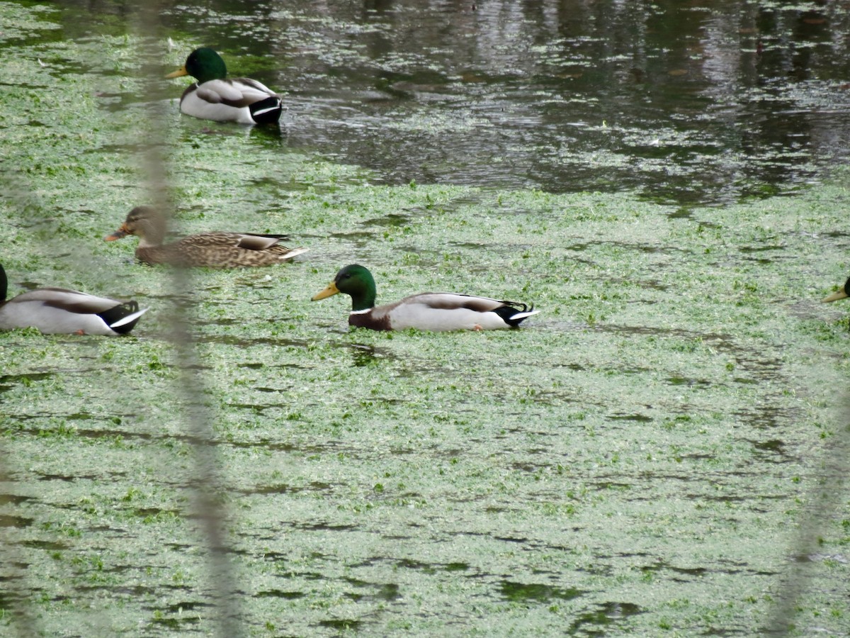 Mallard - ML646463197