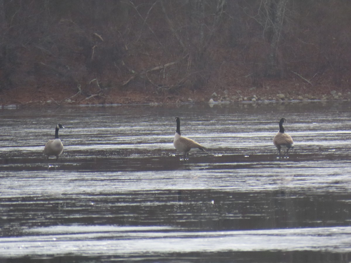 Канад галуу - ML646463198